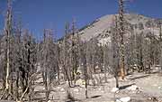 evidence that CO2 gas is currently ascending through the rocks surrounding Mammoth Mountain